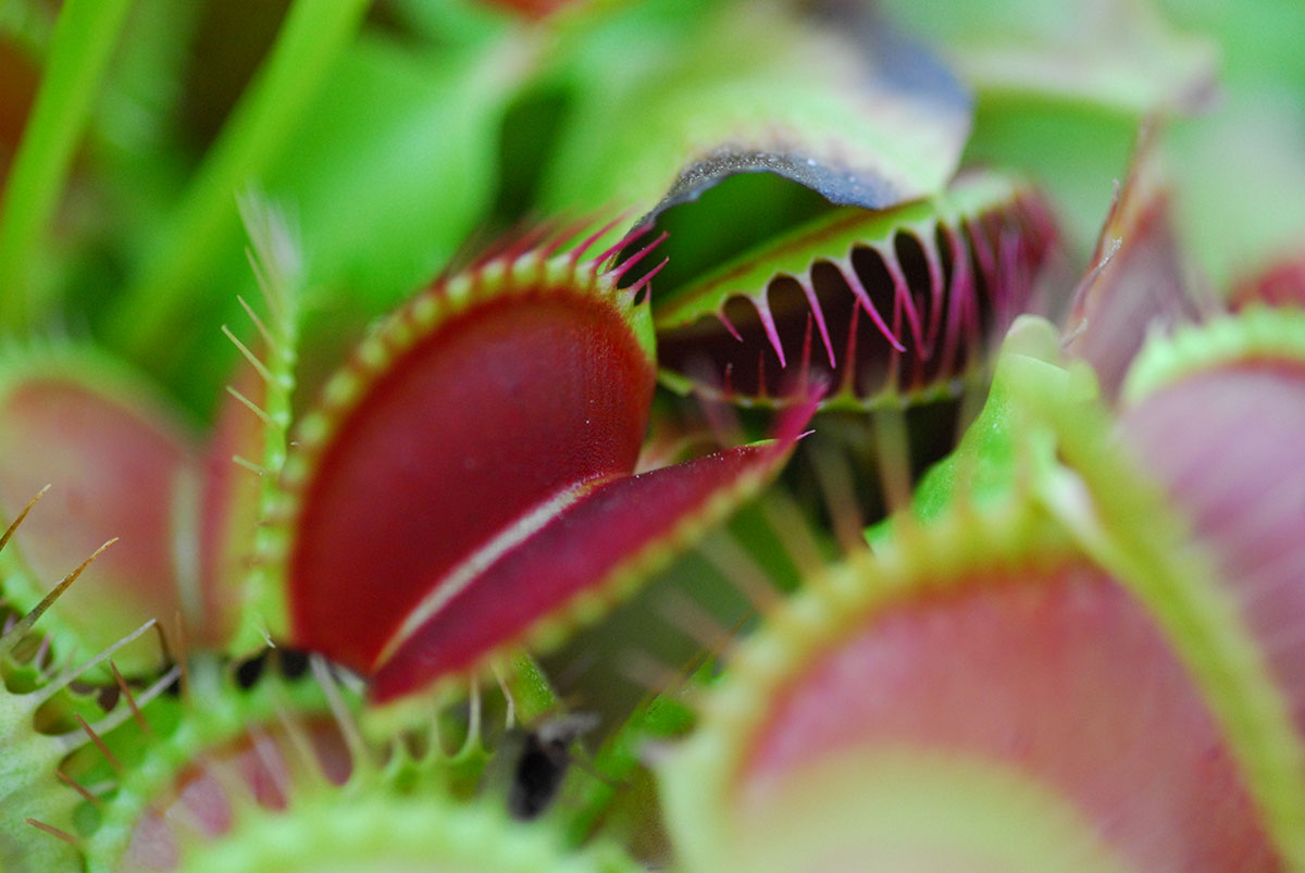 Eden Carnivore à Villers-Bocage - Office de Tourisme du Pays de Vire